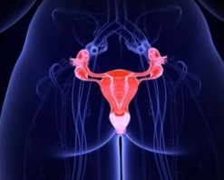 female internal organs ovary cross 260nw 2246581033 female internal organs ovary cross 260nw 2246581033